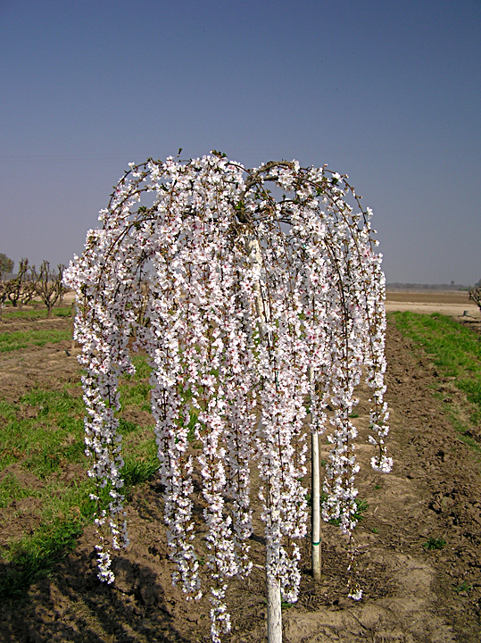 Weeping Cherry