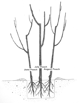 3-N-1 Planting