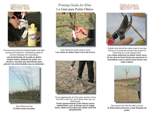 Pruning Elms Storyboard