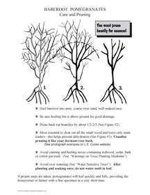 Pomegranate Pruning Sketch - Prune like a Dormant Rose