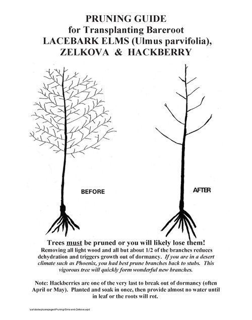 Pruning Elms, Hackberries and Zelkova