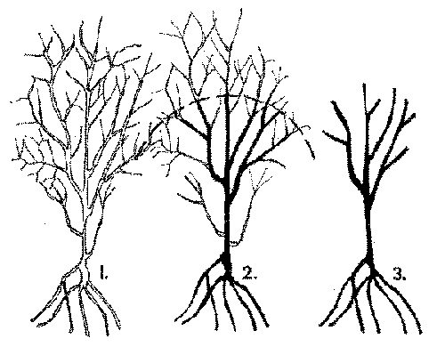 Pomegranate Pruning Sketch - Prune like a Dormant Rose