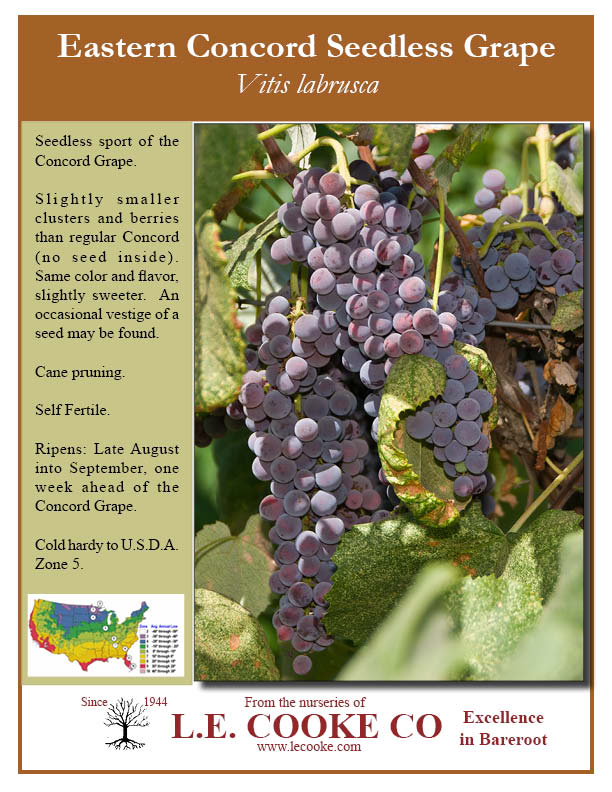 Delight Seedless Grape Vine