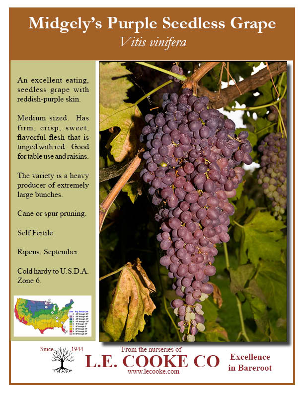 https://www.lecooke.com/Images/Grapes/Midgelys-Purple-Seedless-Grape(RGB).jpg