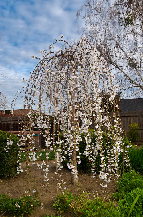 snow fountain weeping cherry trees