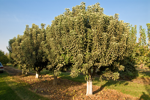 Malus domestica 'Granny Smith' (Semi-Dwarf Apple)