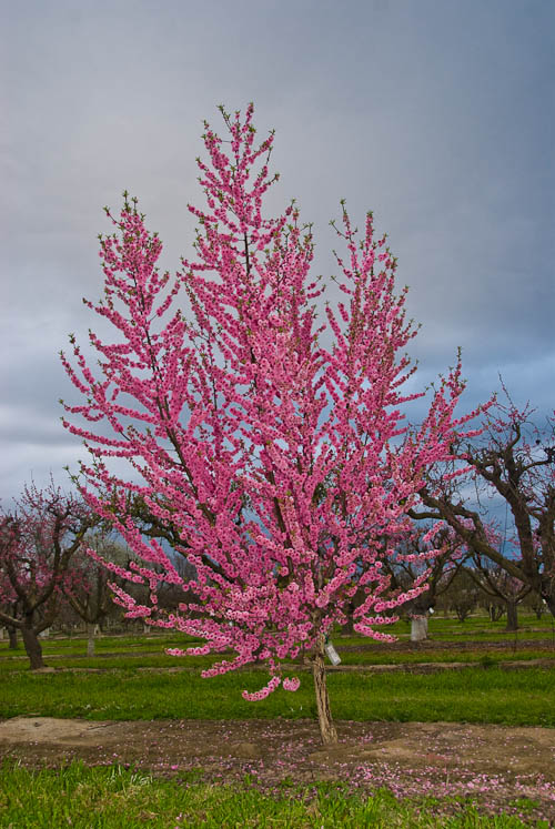 20100308-_dsc8585-smaller