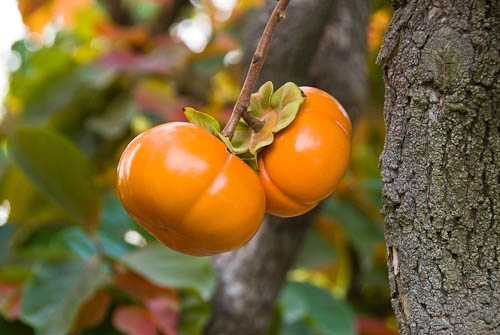 Fuyu (Jiro) Persimmon (same as on catalog cover this year) .