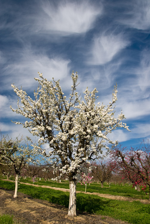Showy Spring Bloom on Burgundy Plums