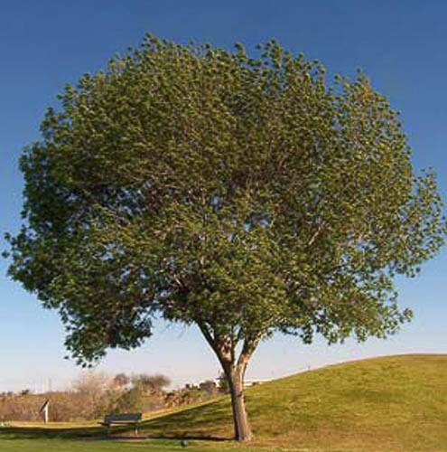 Fan-West-Ash-smaller