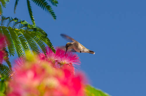 20130530-_DSD8540-smaller