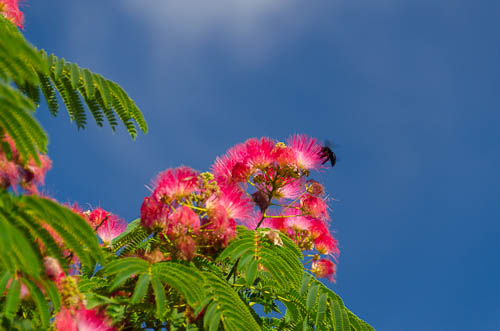 20130530-_DSD8552-smaller