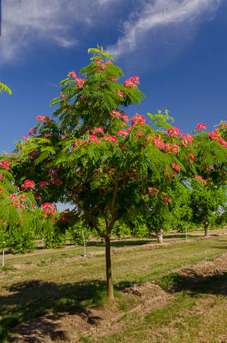 20130530-_DSD8554-Edit-smaller