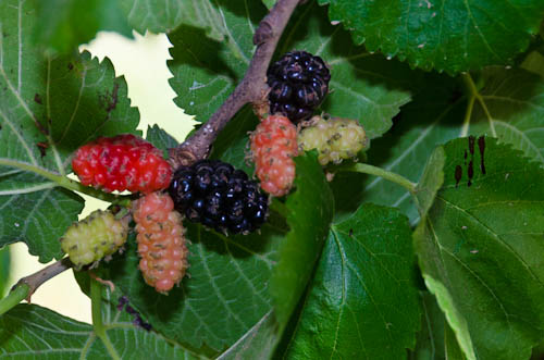 Persian & Black Beauty Fruiting Mulberries