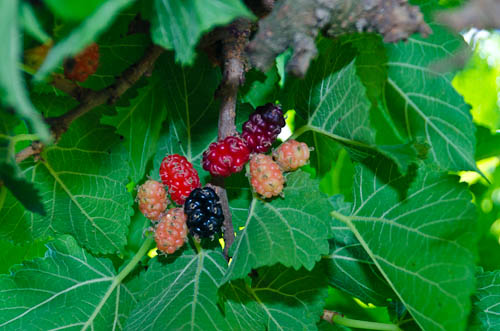 Persian & Black Beauty Fruiting Mulberries