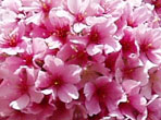 Flower Flower