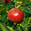 Fruit Fruit