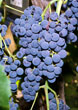 Grape Grape