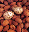 Nut Nut