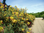 Shrub Shrub