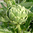 Vegetable Vegetable